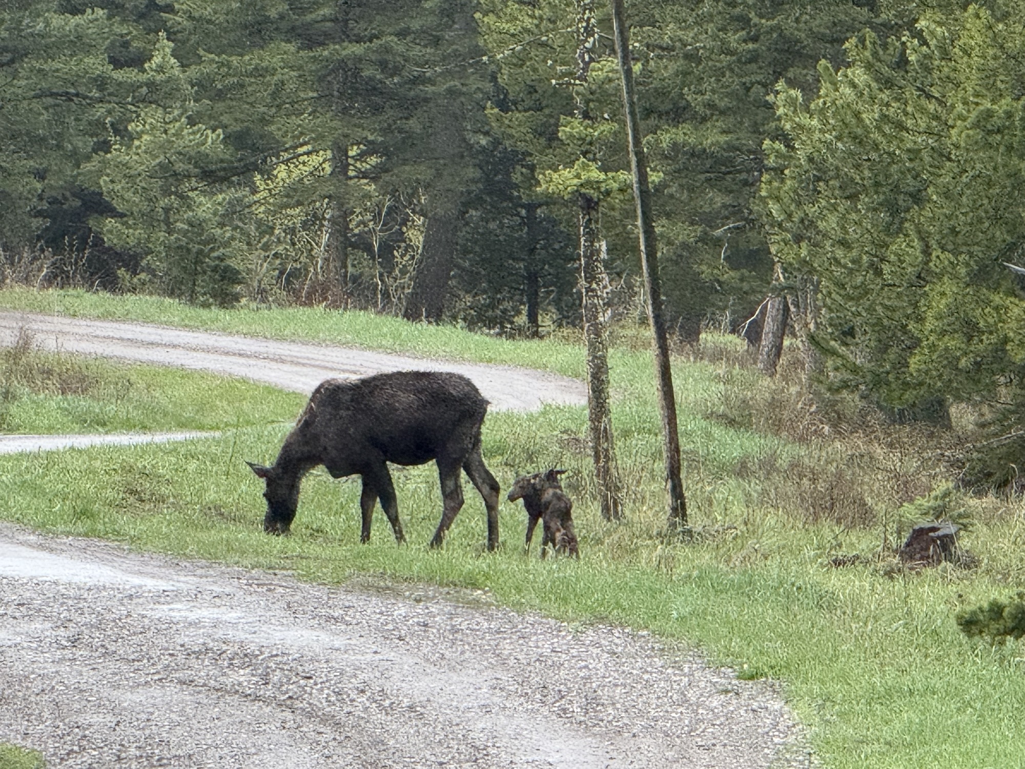 Mama Moose and Baby