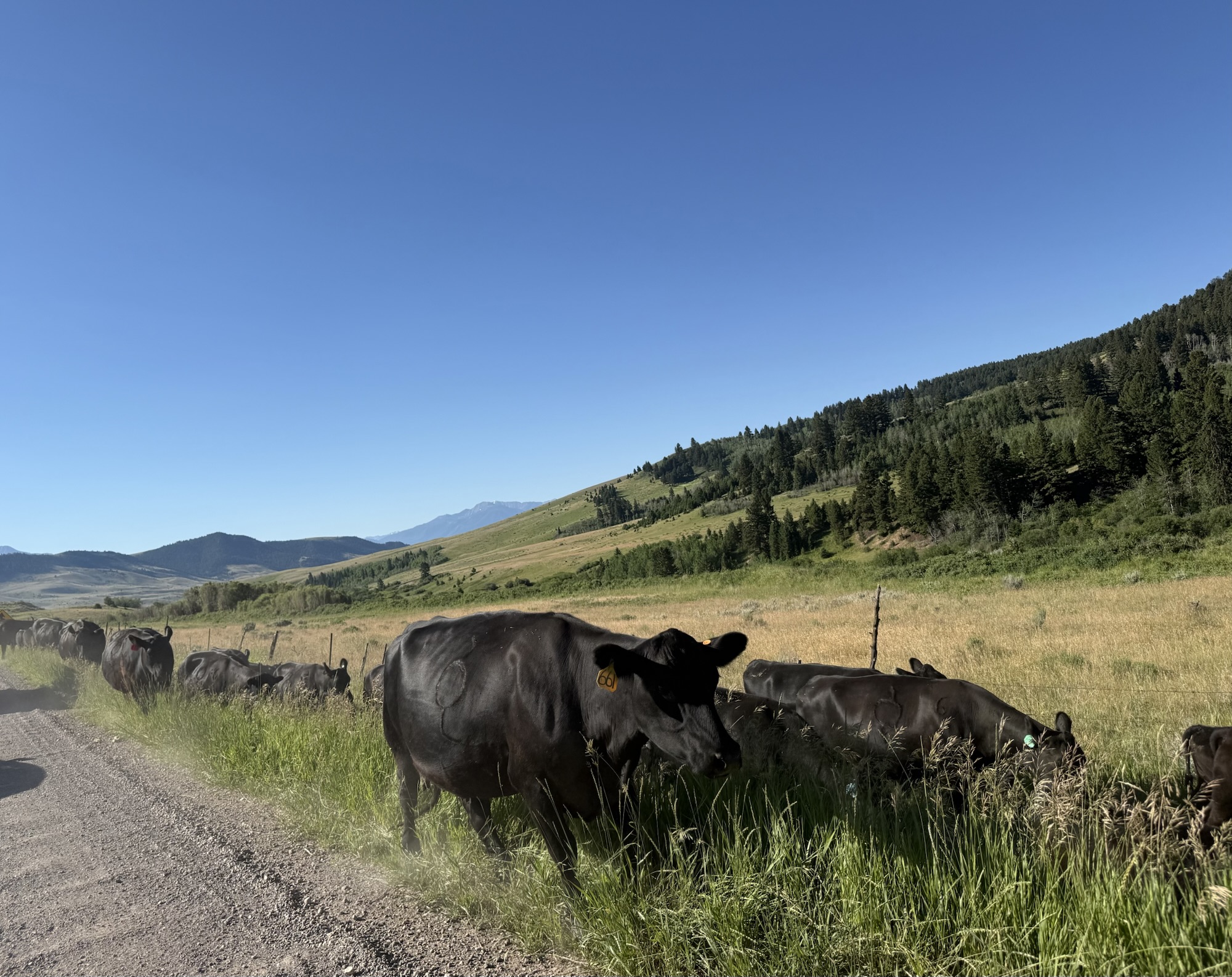 A Hot Weekend In July Through the Cattle Drive and to the River
