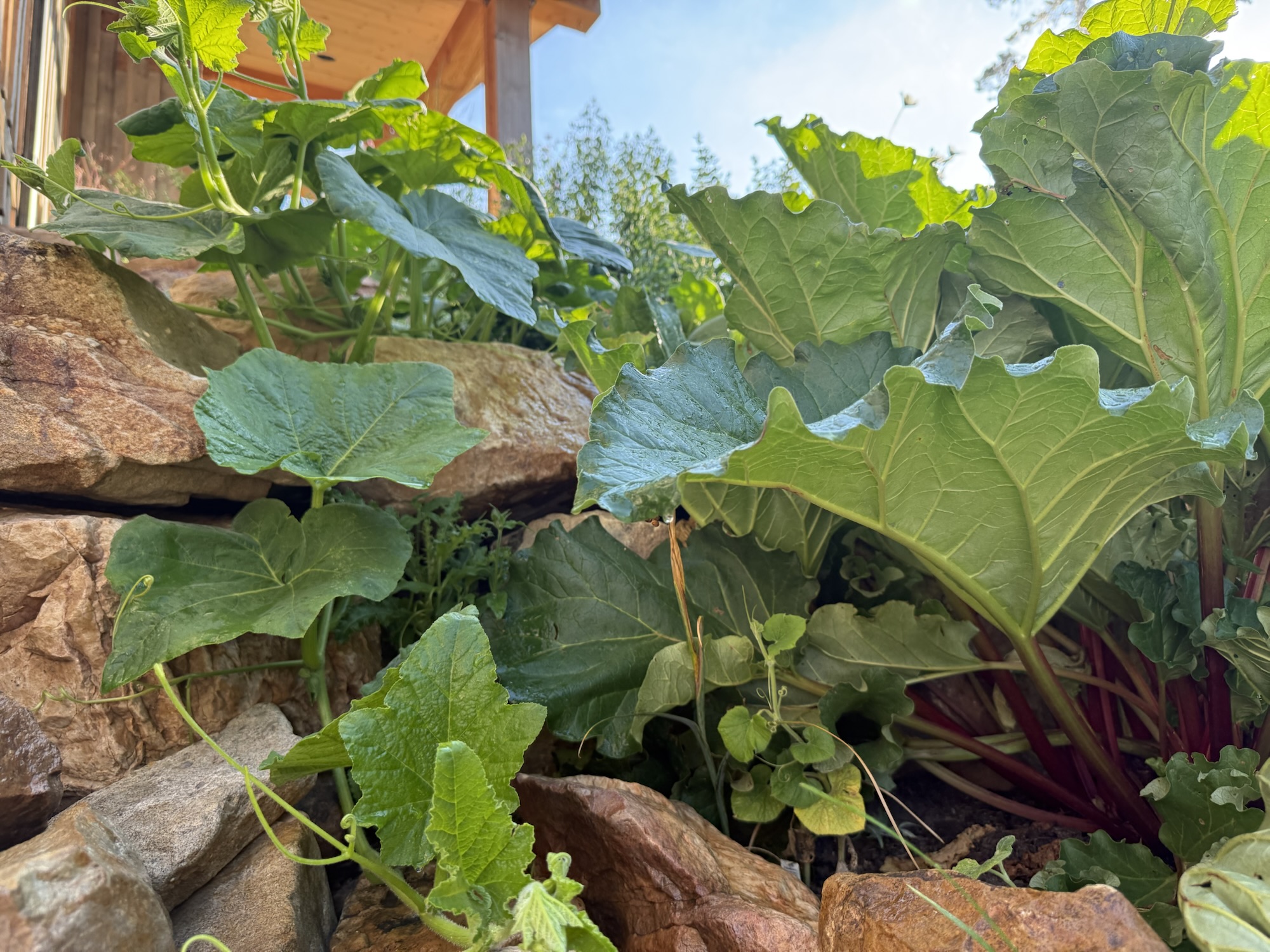 Garden Wars: Southwest Montana Mountain Style